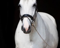 horse Wellness (Hanoverian, 1998, from Nicht gekört)