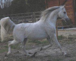 stallion Euron ox (Arabian thoroughbred, 1998, from Ararat ox)