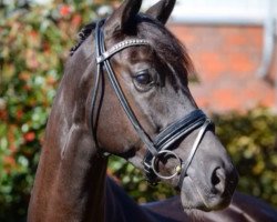 dressage horse Solimann 2 (Oldenburg, 2013, from Soliman)