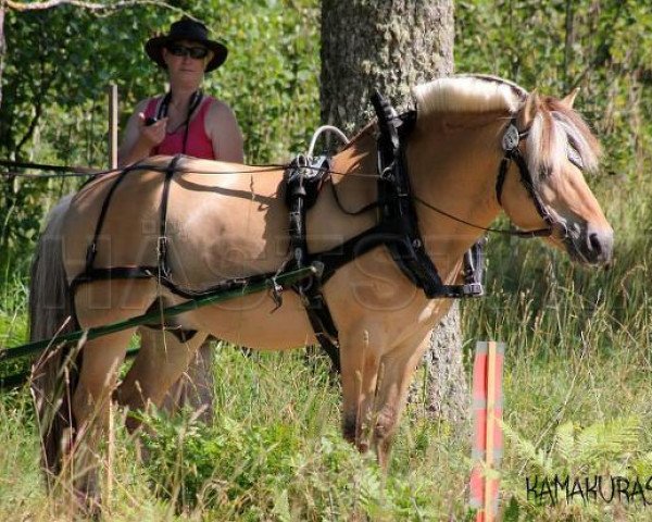 stallion Torps Gusten S.197 (Fjord Horse, 1994, from Gjöstein)