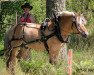 stallion Torps Gusten S.197 (Fjord Horse, 1994, from Gjöstein)