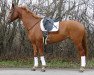 broodmare Landfein (Hanoverian, 2013, from Londontime)