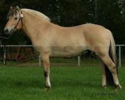 horse Terne Gutt (Fjord Horse, 2008, from Sofin N.2511)