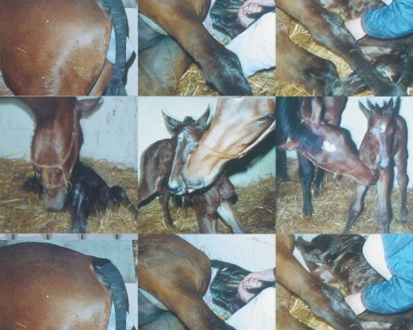 Zuchtstute Havinia (Koninklijk Warmbloed Paardenstamboek Nederland (KWPN), 1989, von Grosso Z)