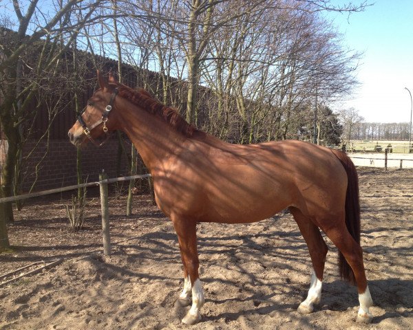 Pferd Kalimbra (Deutsches Sportpferd, 2004, von Königsmarck)