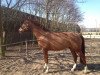 horse Kalimbra (German Sport Horse, 2004, from Königsmarck)