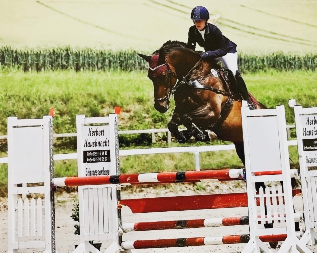 jumper Cesano's Pilgrim (Holsteiner, 2011, from Cesano II)
