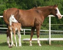 broodmare Sheza Beautiful Chic (Quarter Horse, 1999, from Smart Chic Olena)