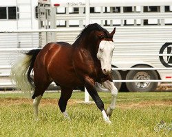 Deckhengst Colonels Lone Gun (Quarter Horse, 1999, von Colonels Smoking Gun)