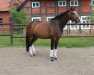 broodmare Fleur 466 (Hanoverian, 2010, from Fiorano)