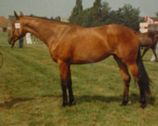 Zuchtstute Davinia (KWPN (Niederländisches Warmblut), 1985, von Abgar xx)