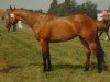 broodmare Davinia (KWPN (Royal Dutch Sporthorse), 1985, from Abgar xx)