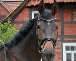 broodmare Deine Lola (Hanoverian, 2012, from Don Index)