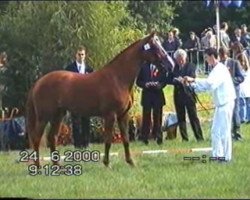 broodmare Palexia (KWPN (Royal Dutch Sporthorse), 1997, from Alexis Z)