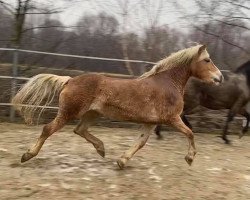 Zuchtstute Fionina (Haflinger, 2009, von Amethist van de Heksenketel)