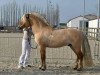 stallion Gio (Fjord Horse, 2010, from Hermansen N.2629)