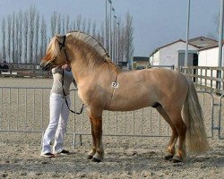 stallion Gio (Fjord Horse, 2010, from Hermansen N.2629)