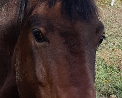 jumper Ben 414 (German Sport Horse, 2006, from Blackstone I)