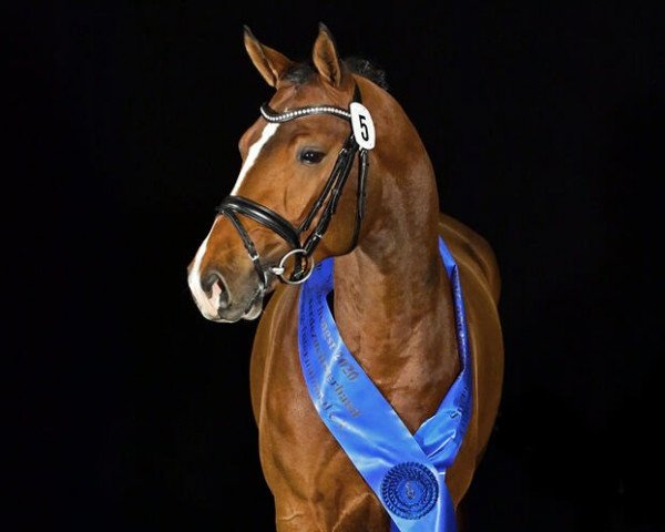 stallion Catoki Junior (Oldenburg show jumper, 2018, from Catoki)
