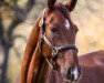 dressage horse Don of Kasbah (Oldenburg, 2015, from Don Vino)