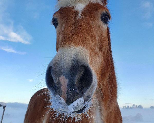 Pferd Apollo (Haflinger, 2001, von liz. 169/T Aurach)