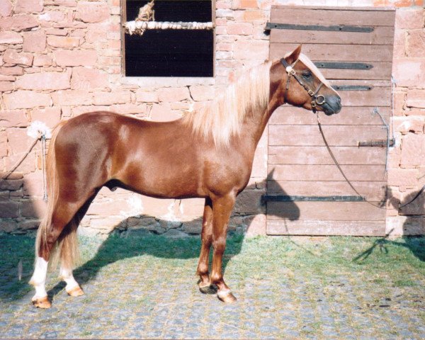 stallion Rock Grey Snob (Welsh-Pony (Section B), 1982, from Cusop Sprig)