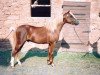 stallion Rock Grey Snob (Welsh-Pony (Section B), 1982, from Cusop Sprig)