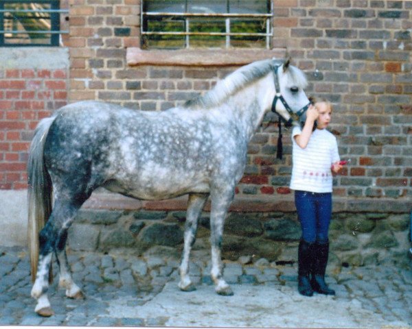 horse Rock Grey Yam (Welsh-Pony (Section B),  , from York von Rock Grey)