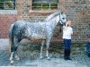 horse Rock Grey Yam (Welsh-Pony (Section B),  , from York von Rock Grey)