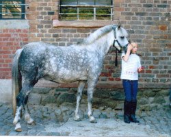 Pferd Rock Grey Yam (Welsh Pony (Sek.B),  , von York von Rock Grey)