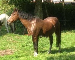 broodmare Pagena (German Riding Pony, 1995, from Spanenland's Patrick)