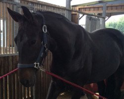 dressage horse Sunlight Romantica (Westphalian, 2010, from San Amour I)