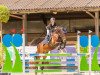 jumper Vatango Mo (German Riding Pony, 2006, from Vivaldi)