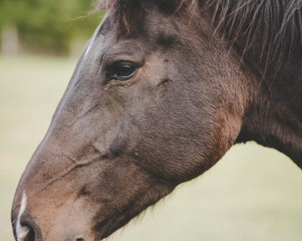 broodmare Babyroos (KWPN (Royal Dutch Sporthorse), 2006, from Hay Guy)