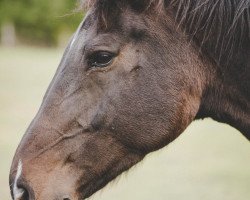 Zuchtstute Babyroos (KWPN (Niederländisches Warmblut), 2006, von Hay Guy)