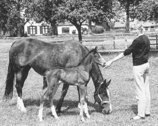 broodmare Speedy Vina (US) (American Trotter, 1964, from Speedster US-92622)