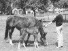 broodmare Speedy Vina (US) (American Trotter, 1964, from Speedster US-92622)