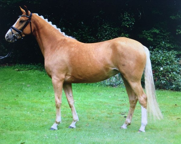 broodmare Arts D'Or (German Riding Pony, 2014, from Domino Dancing)