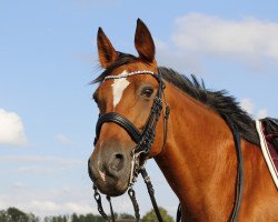 broodmare Queyja (German trotters, 2003, from Nuke It Freddie)