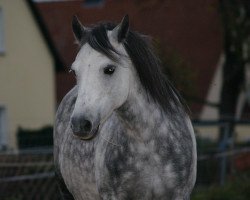 Pferd Squirrel (Pony ohne Rassebezeichnung, 2009)