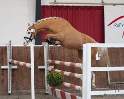 jumper Ti-Mobile LW (German Riding Pony, 2012, from The Braes My Mobility)