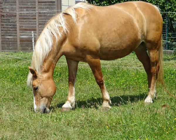 jumper Blondie (Welsh-Cob (Sek. D), 2005)