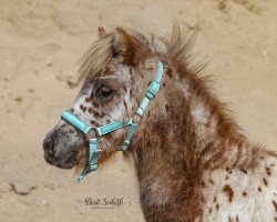 horse Kalor Katania (Dt.Part-bred Shetland pony, 2020, from Mister Hotspot van de Beekseweg)