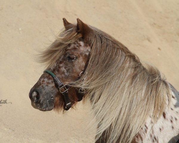 Zuchtstute Lendorfs Konja (Dt.Part-bred Shetland Pony, 2015, von Valum van de Kuper)