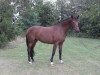 horse Obora's Georgina (Austrian Warmblood, 2007, from Griseldi)