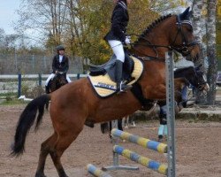 dressage horse Kapral 3 (Hucul, 2010, from Goral XVI-99)