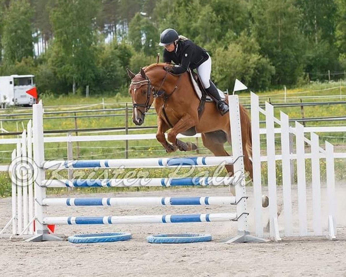 Springpferd Chummi (Oldenburger, 2009, von Chin Quin)