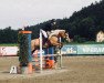 broodmare LA Rubia (Haflinger, 2006)