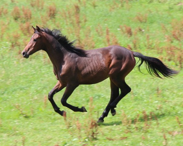 Dressurpferd Felix Mendelssohn Bartholdy (Westfale, 2014, von Sir Heinrich OLD)