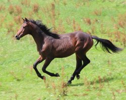 dressage horse Felix Mendelssohn Bartholdy (Westphalian, 2014, from Sir Heinrich OLD)